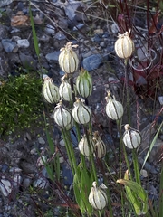 Silene uralensis