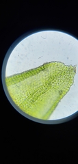 Orthotrichum pusillum