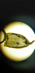 Orthotrichum pusillum