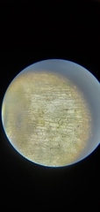Orthotrichum pusillum