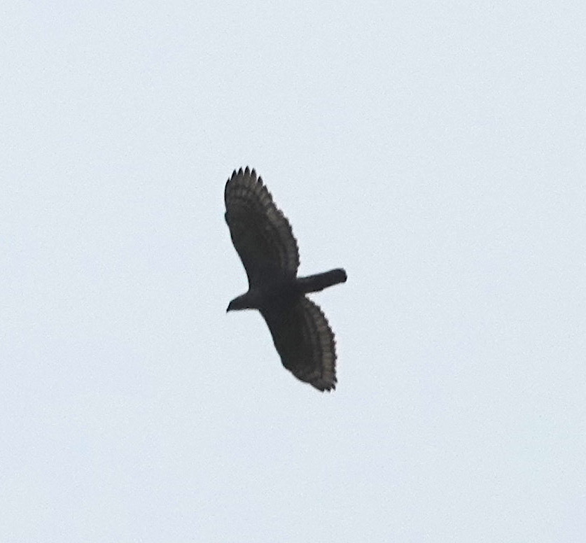 Javan Hawk-Eagle (Nisaetus bartelsi), photo 10