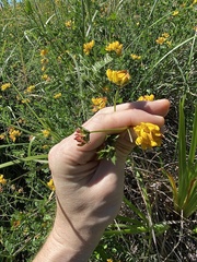 Lotus uliginosus