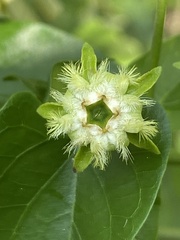 Gonolobus sororius