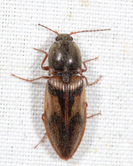 Stropenron hieroglyphica