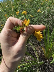 Lotus uliginosus