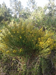 Hypericum brachyphyllum