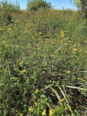 Lotus uliginosus