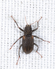 Stenelmis concinna