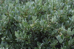 Salix brachycarpa