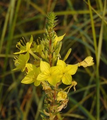 Oenothera rhombipetala
