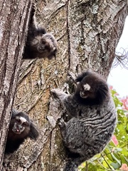 Callithrix penicillata