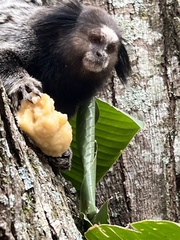 Callithrix penicillata