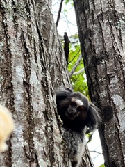 Callithrix penicillata