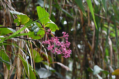 Medinilla speciosa