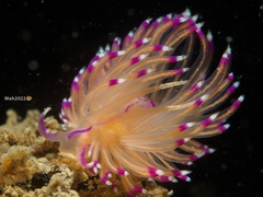 Unidentia aliciae