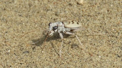 Ellipsoptera lepida