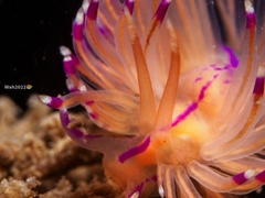 Unidentia aliciae