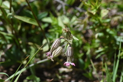 Silene scouleri