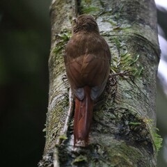 Dendrocincla fuliginosa