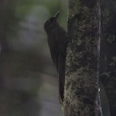 Dendrocincla fuliginosa