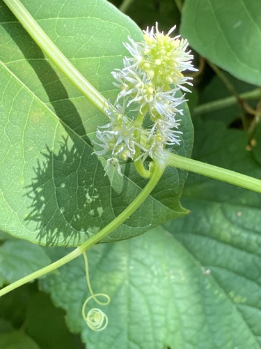 Echinocystis lobata