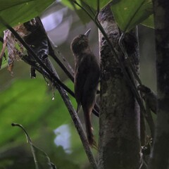 Dendrocincla fuliginosa