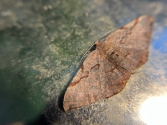 Hypochrosis baenzigeri