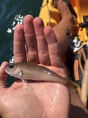 Caulolatilus princeps