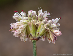 Eriogonum nudum scapigerum
