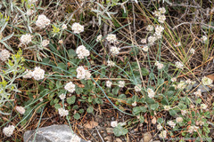 Eriogonum nudum scapigerum