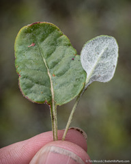 Eriogonum nudum scapigerum