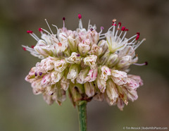 Eriogonum nudum scapigerum