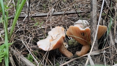Lactarius salmoneus