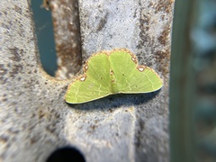 Comibaena procumbaria
