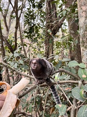 Callithrix penicillata