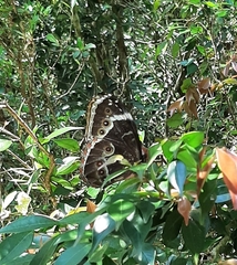 Morpho helenor achillides