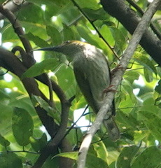 Arachnothera affinis