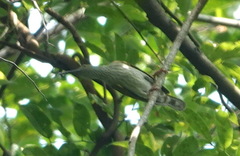 Arachnothera affinis