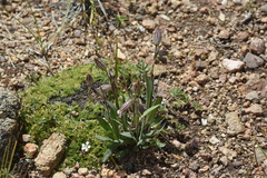 Silene scouleri