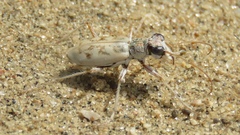 Ellipsoptera lepida