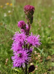 Liatris ligulistylis