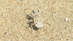 Ellipsoptera lepida