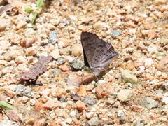 Lasaia sessilis