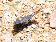 Lasaia sessilis