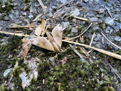 Acosmerycoides harterti