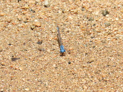 Argia agrioides