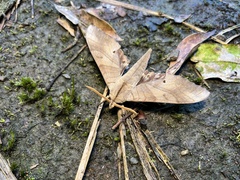 Marumba sperchius