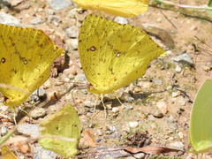 Phoebis neocypris virgo