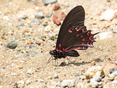 Mimoides thymbraeus thymbraeus