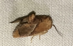 Apoda rectilinea